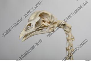 hen skeleton 0015